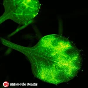 Investigaciones japonesas revelan, como se comunican las plantas, mediante señales de calcio en respuesta a compuestos volátiles.