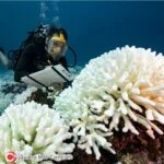 El Blanqueamiento Mundial de Coral es un fenómeno devastador que amenaza la biodiversidad marina y la economía de las comunidades costeras.
