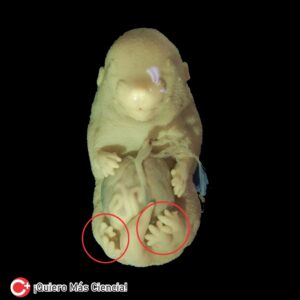 Las seis patas del ratón se encuentran en la región púbica, donde normalmente se ubican los genitales, esta anomalía es una mutación genética durante la fecundación in vitro.