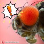 Las bacterias Wolbachia, en una relación de simbiosis con las moscas de la fruta, han demostrado mejorar su memoria.